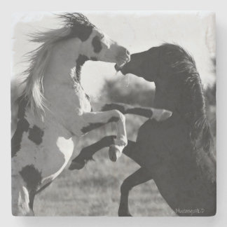 Shaman, wild Medicine Hat stallion- Coaster