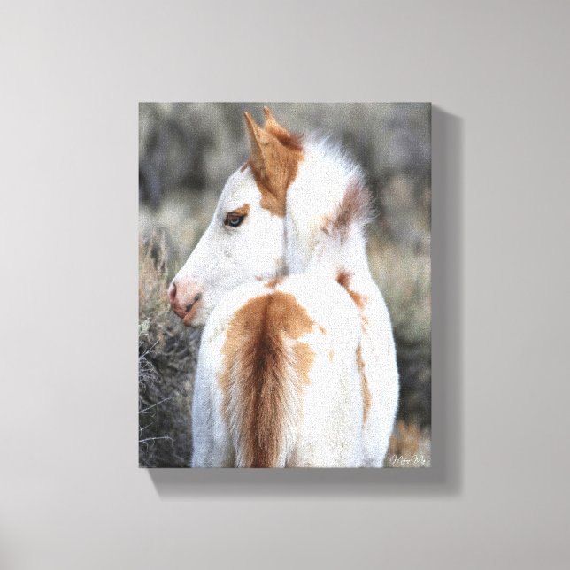 Shaman's Little Filly Wrapped Canvas Image Print (Front)