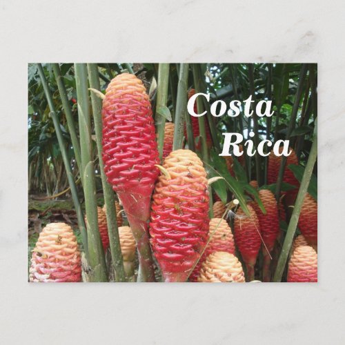 Shampoo Ginger Costa Rica Postcard