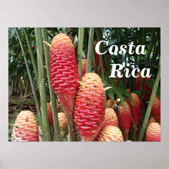 Shampoo Ginger, Costa Rica Poster Zazzle