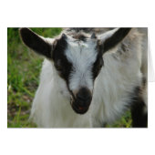 Shamrock (Front Horizontal)