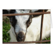 Shamrock (Front Horizontal)