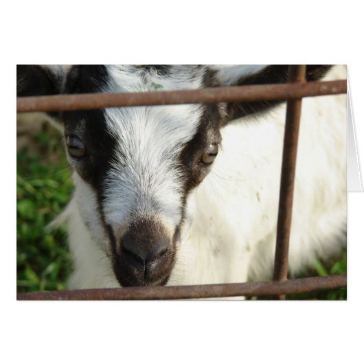 Shamrock (Front Horizontal)