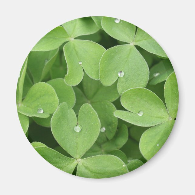 Shamrock Clover Leaves Magnet (Front)