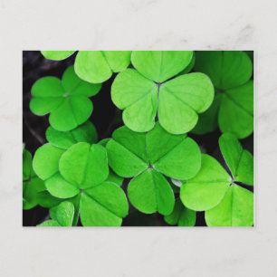 Shamrock St Patricks Day Postcard