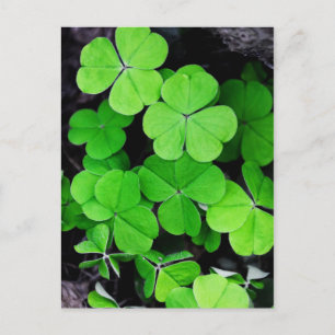 Shamrocks Postcard