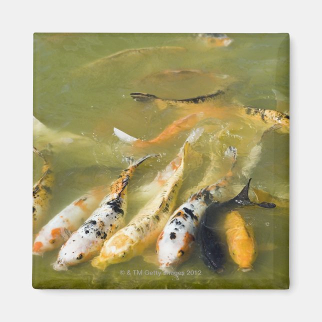 Shanghai, China Magnet (Front)