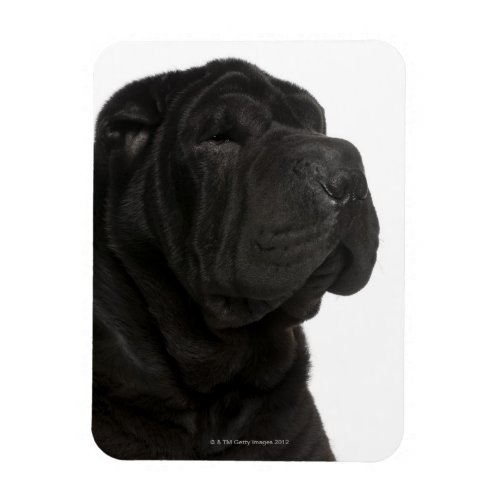 Shar Pei 1 year old close_up Magnet
