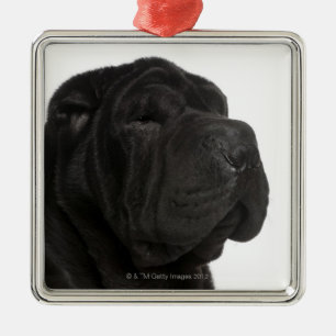 Shar Pei (1 year old) close-up Metal Ornament