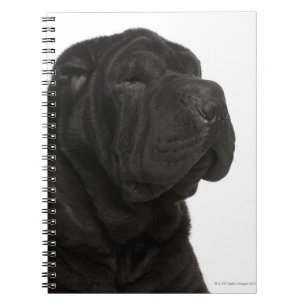 Shar Pei (1 year old) close-up Notebook