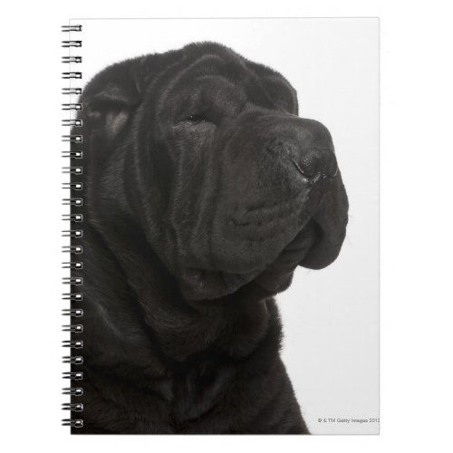 Shar Pei 1 year old close_up Notebook