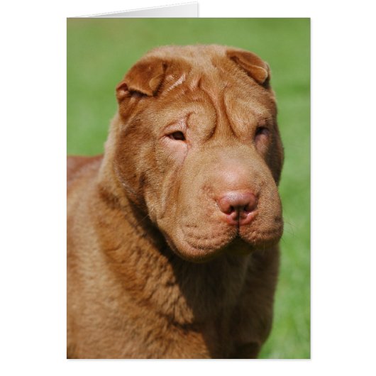 Shar Pei Cards (Front)