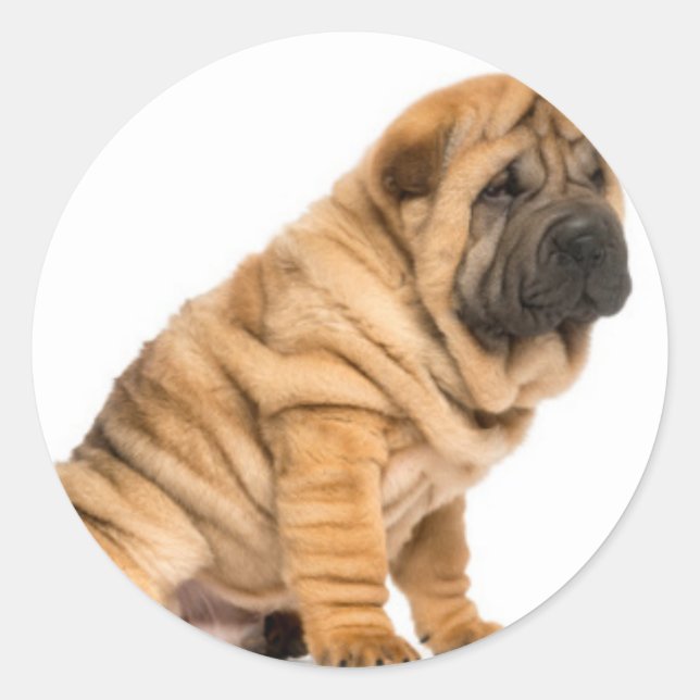 Shar pei Dog Classic Round Sticker (Front)