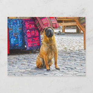 Shar Pei Dog, Ollantaytambo, Peru Postcard