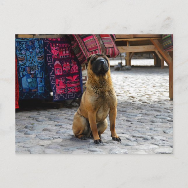 Shar Pei Dog, Ollantaytambo, Peru Postcard (Front)