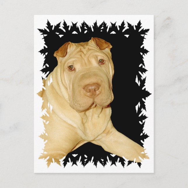 Shar Pei Dog Postcard (Front)