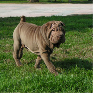 shar pei full 3 statuette