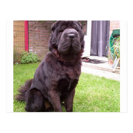 Shar Pei Longhair Sitting Png Postcard Zazzle Com