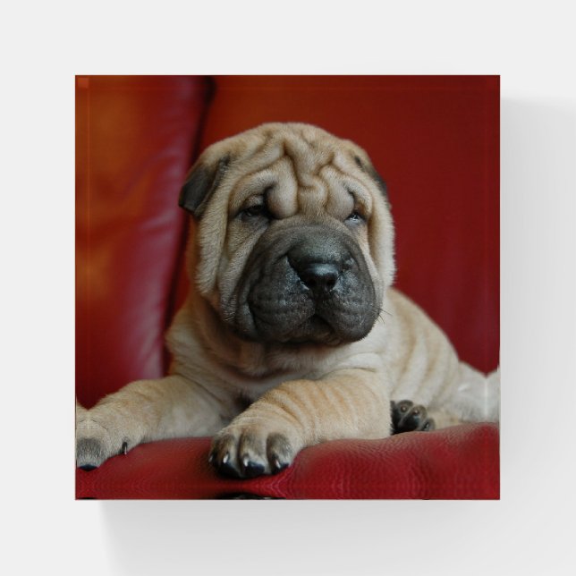 Shar Pei Paperweight (Front)