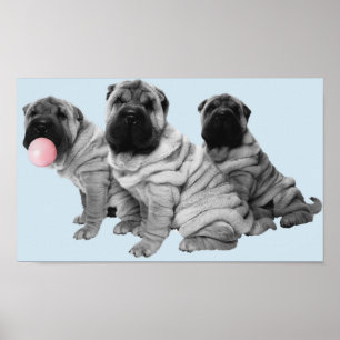 Shar Pei Puppies Black White Bubble Gum Dog Poster