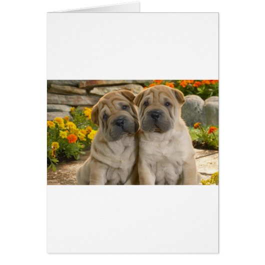 Shar Pei Puppies Cards (Front)