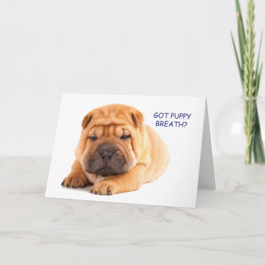 Shar Pei Puppy Birthday Card | Zazzle.com