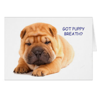 Shar Pei Cards | Zazzle