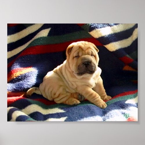 Shar_pei Puppy Poster