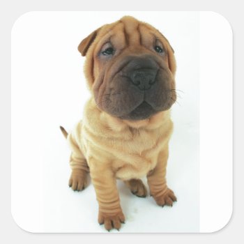 Shar Pei Puppy Products Square Sticker by patrickhoenderkamp at Zazzle