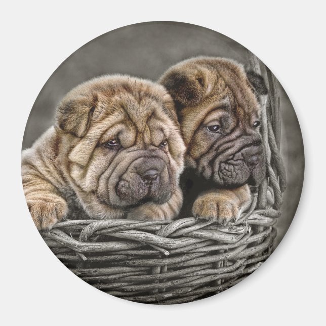 Shar-Pei Pups in Basket Magnet (Front)