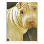 Shar Pei Temporary Tattoos