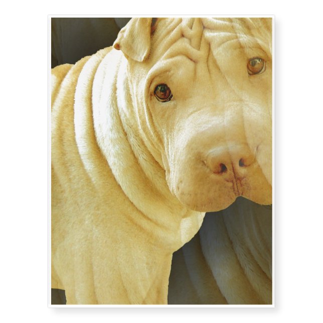Shar Pei Temporary Tattoos (Front)