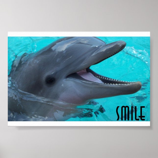 Share a Dolphin's Smile Poster (Front)