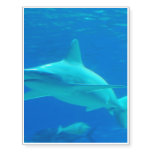shark-112.jpg temporary tattoos