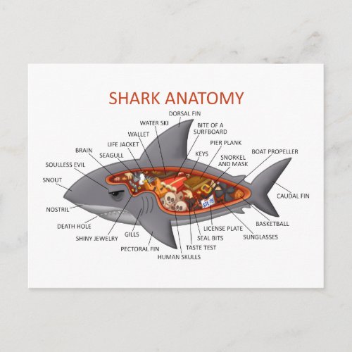 Shark Anatomy Postcard