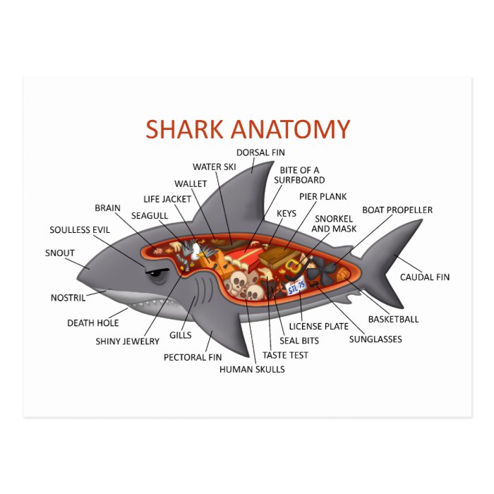 Shark Anatomy Postcards