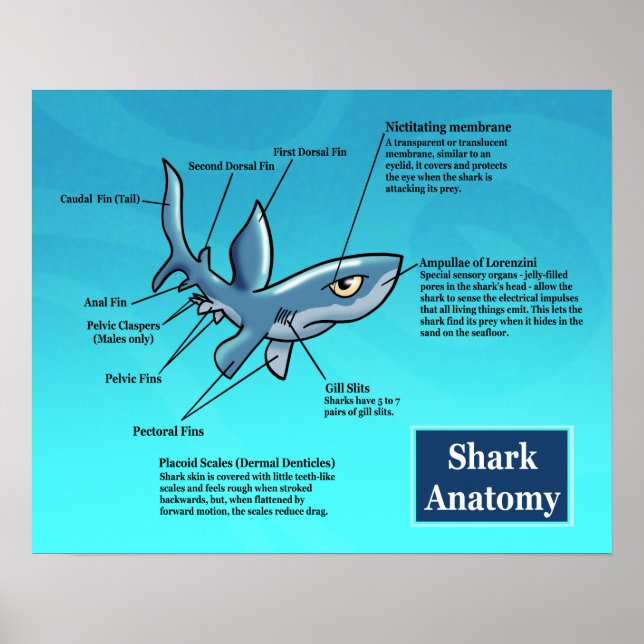 Shark Anatomy Poster (Front)