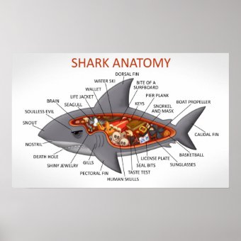 Shark Anatomy Poster | Zazzle