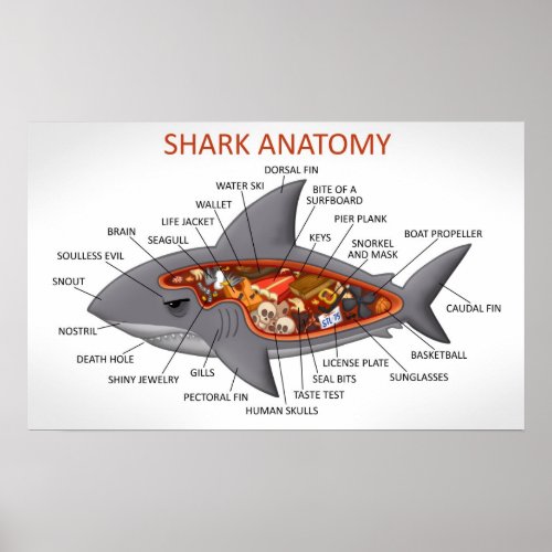 Shark Anatomy Poster