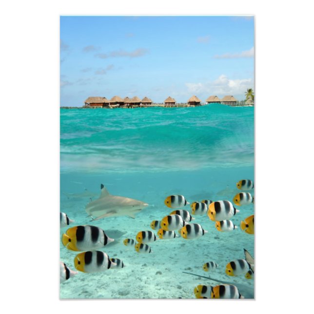 Shark and fishes, Bora Bora lagoon vertical print (Front)
