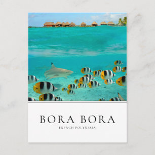 Shark and fishes in Bora Bora, French Polynesia Postcard