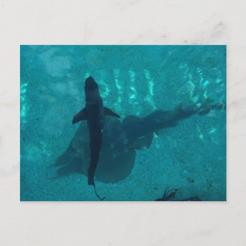 Shark and Stingray Postcard
