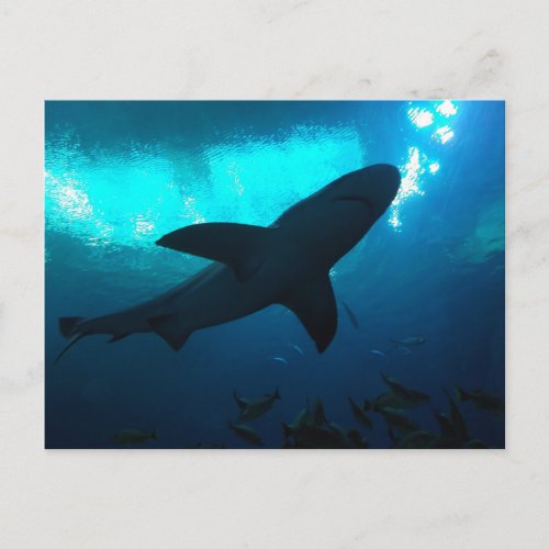 Shark at the Georgia Aquarium Postcard