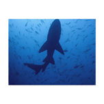 Shark Attack Postcard