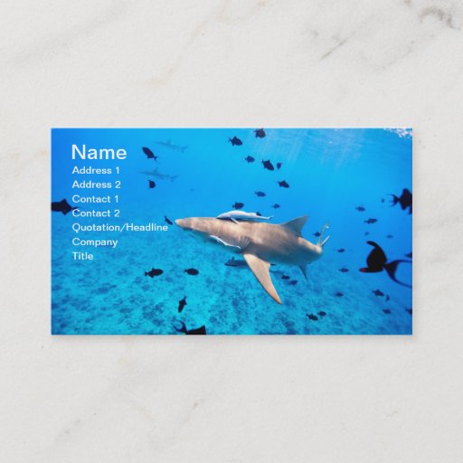 Customizable Shark Business Cards