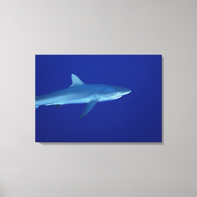 Shark Canvas Print (Front)