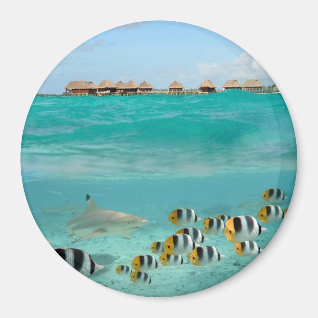 Shark chasing fish, Bora Bora lagoon round magnet (Front)