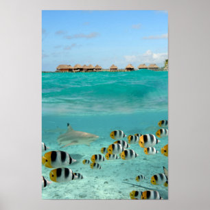 Shark chasing fishes in Bora Bora lagoon poster