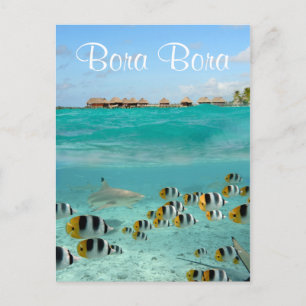 Shark chasing fishes in Bora Bora text postcard