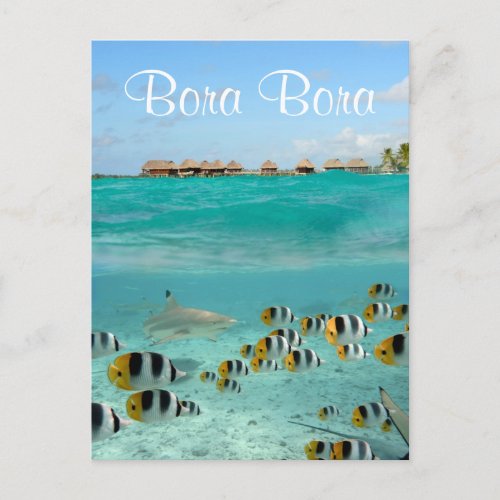 Shark chasing fishes in Bora Bora text postcard